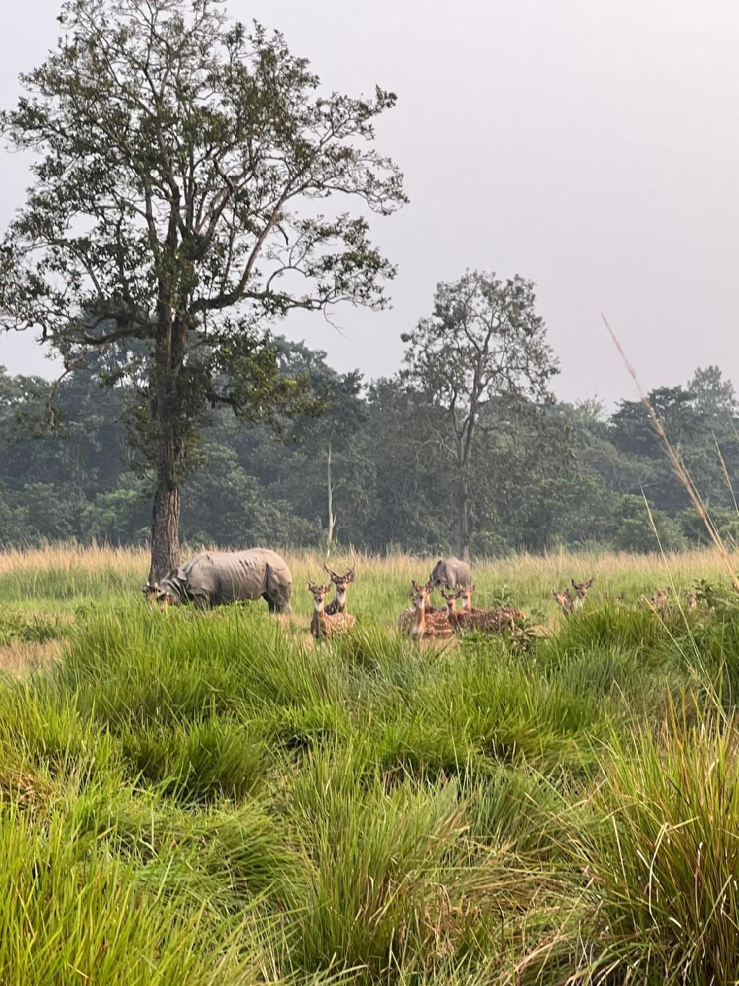 Hotel Chitwan Park Village Sauraha Eksteriør bilde